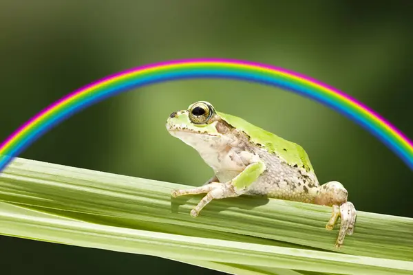 rainbow eyed frog sitting on the tree