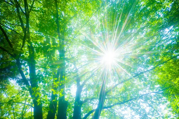 sun rays in a green summer forest, natural background.
