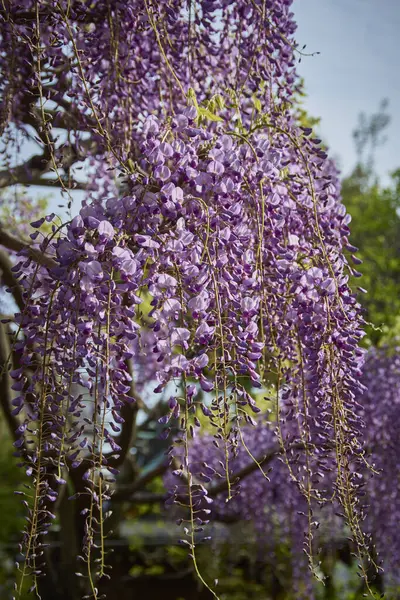 beautiful purple wisteria flowers in the garden