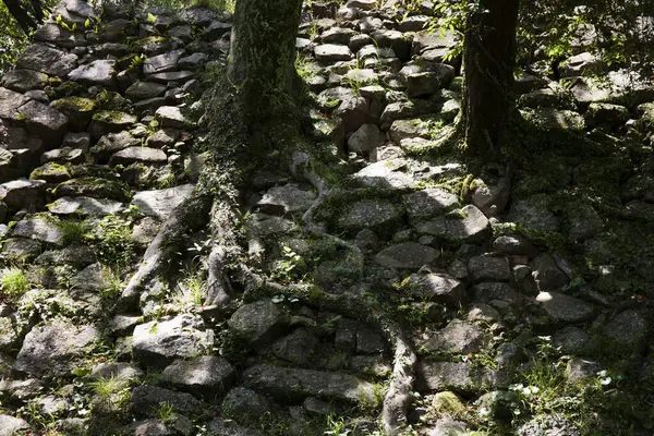 Zříceniny Starověké Pevnosti Zelené Stromy — Stock fotografie