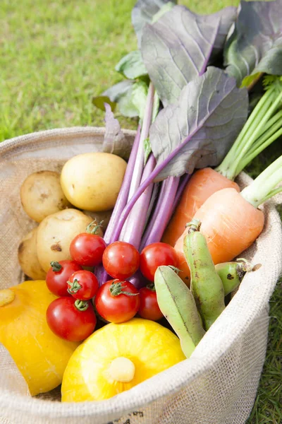 在柳条篮里放新鲜蔬菜 健康饮食 — 图库照片