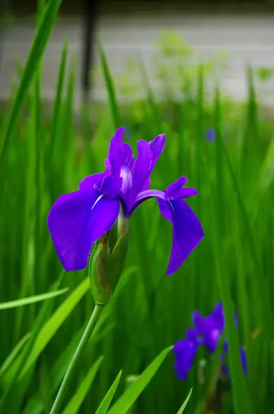 Schöne Lila Iris Garten — Stockfoto