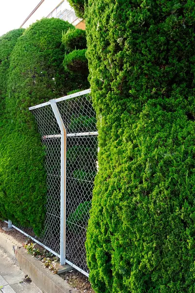 Πράσινο Φυτό Κισσός Φράχτη — Φωτογραφία Αρχείου