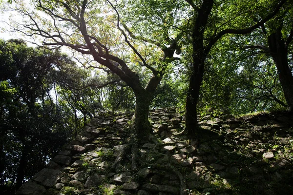 Ruiner Forntida Fästning Och Gröna Träd — Stockfoto