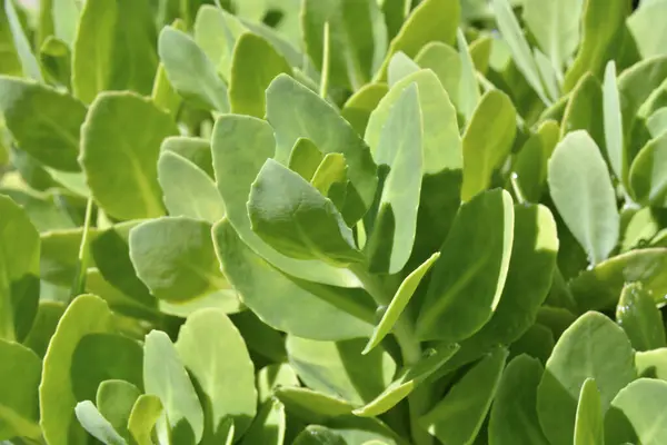 Yaz bahçesinde yeşil bitkiler, gündüz manzarası 