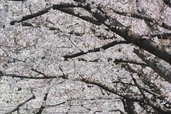 Flor Cerezo Japón — Foto de Stock