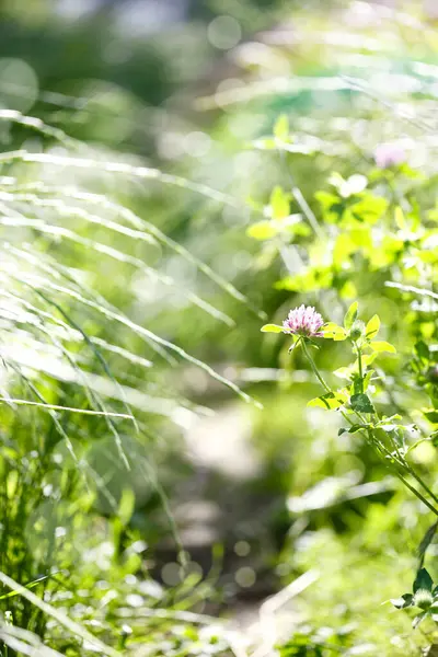 Zonnig Uitzicht Groen Gras Klaver Tuin — Stockfoto