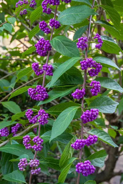 Bahçedeki mor çiçekler, yakın görüş.