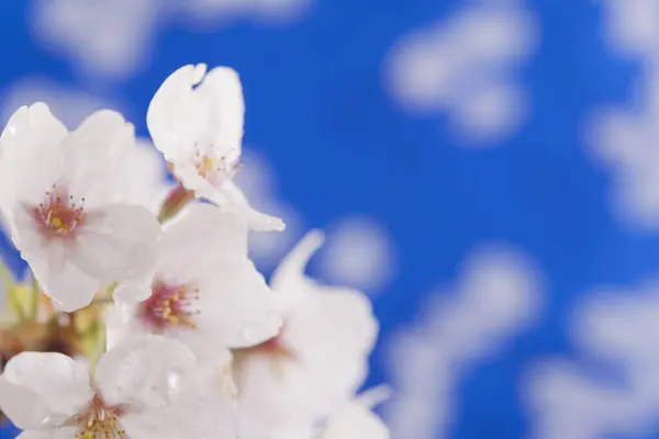 beautiful cherry blossoms petals on blue background