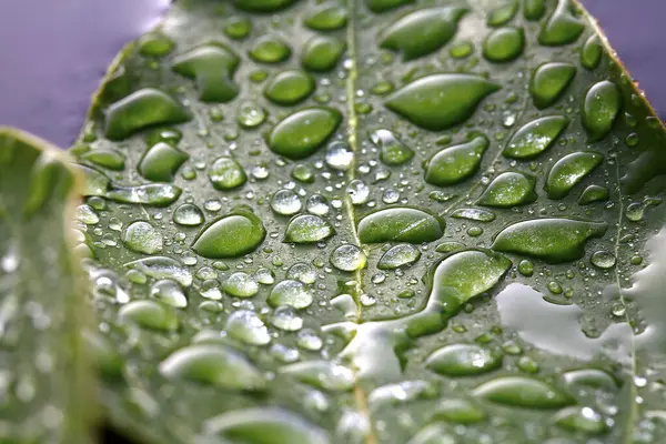 Wassertropfen Auf Grünem Blatt — Stockfoto