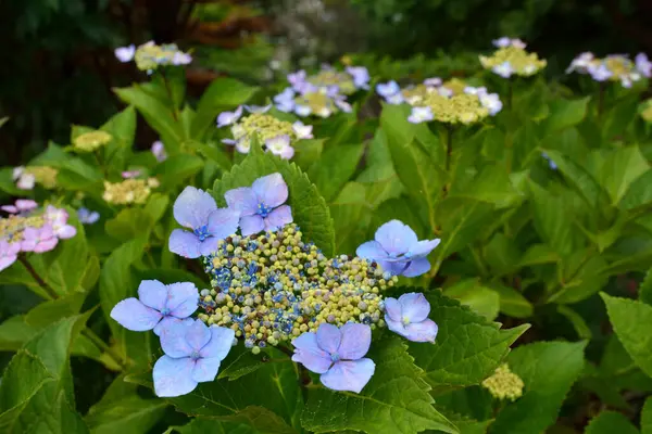 blue flowers of hydrangea in the garden