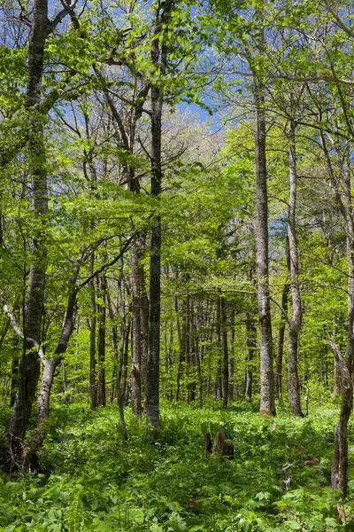 Ormanda yeşil ağaçlar, doğada bitki örtüsü
