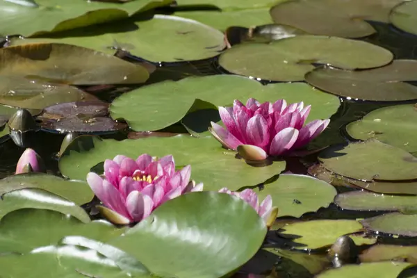 Water Lily Water Lily Flower Water Lily — Stock Photo, Image