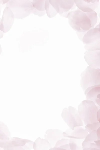Романтический Фон Розовые Лепестки Цветов Цветы Вишни — стоковое фото