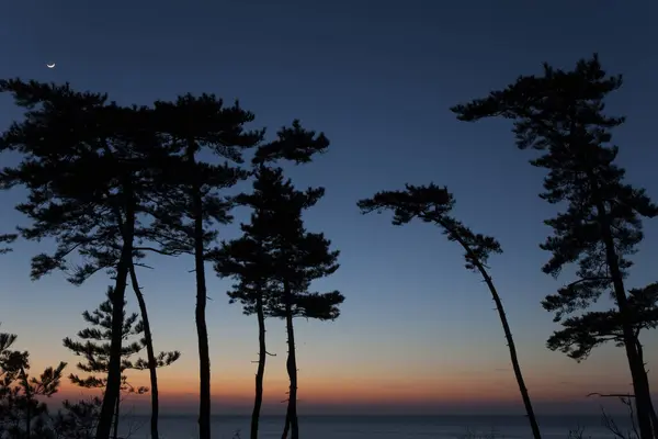 sunset over the sea with trees