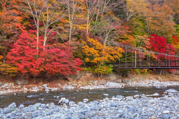 Красивый Осенний Пейзаж Красочными Деревьями Рекой — стоковое фото