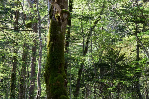 春の森の緑の木 — ストック写真