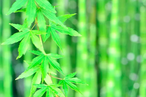 Grön Bambuväxt Trädgården — Stockfoto
