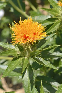 Bahçedeki güzel çiçekler