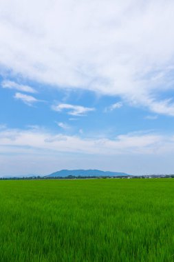 Tayland 'ın kırsalındaki güzel pirinç tarlası