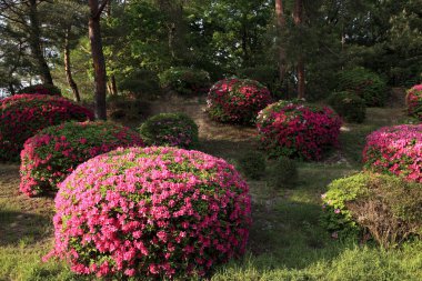 Güzel botanik fotoğrafı, doğal duvar kağıdı.