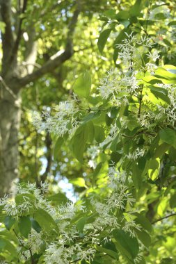 Bahçede çiçek açan beyaz ağaç