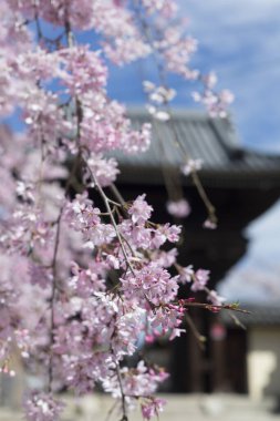 Baharda Sakura 'lı Japon tapınağı manzarası