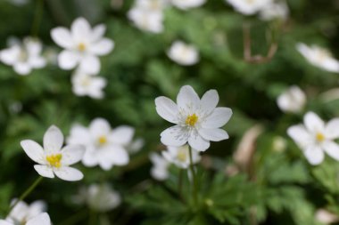 Bahçedeki beyaz çiçekleri kapat.