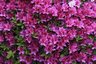 Pembe açelya çiçekleri.