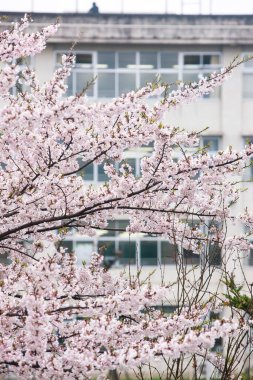 Şehir caddesinde kiraz çiçekleri, Japonya, Tokyo 