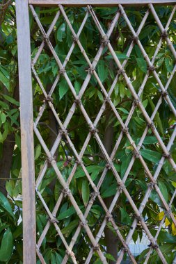 Metal lattice structure surrounded by green leafy plants