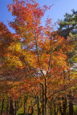 Renkli ağaçlarla dolu sonbahar manzarası 