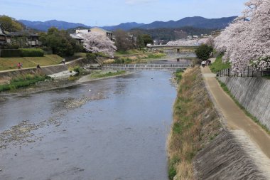 Geleneksel bir Japon parkında çiçek açan güzel kiraz çiçekleri 
