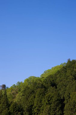 Mavi arka planda yeşil orman ve ağaçlar