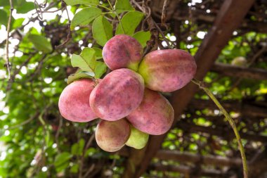 Açık havada sallanan olgun akebi meyveleri.