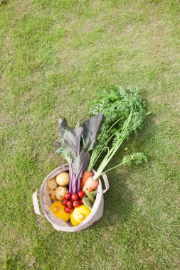 bir çok sebze ve otlar