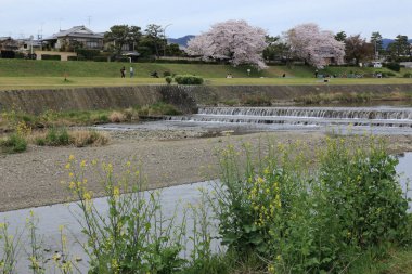 Kiraz çiçeklerinin güzel manzarası ve Kamo Nehri boyunca küçük sarı çiçekler, Kyoto Bölgesi, Japonya