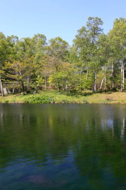 Yeşil ağaçları ve gölü olan güzel bir park manzarası