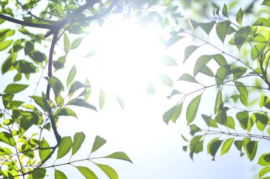 Bahçedeki güzel yeşil ağaç dalları, doğa arka planı.