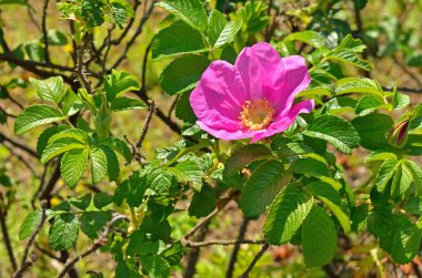 Güzel botanik fotoğrafı, doğal duvar kağıdı.