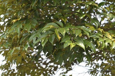 Yeşil yapraklı ağaç