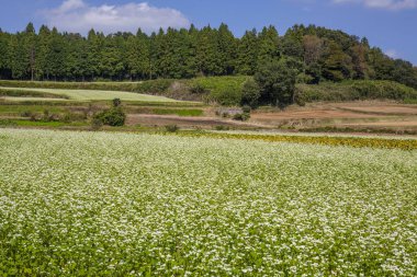 Yeşil çayırların ve ağaçların manzarası