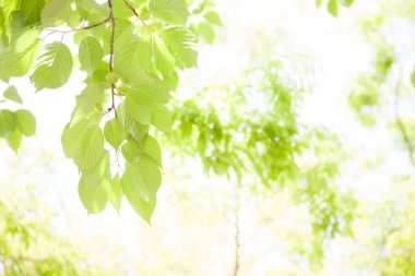 Beyaz arkaplanda taze yeşil yapraklar izole