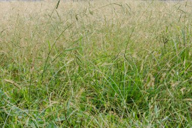 Ormanda yeşil çimenler