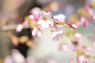 kiraz çiçeği çiçek bahar 