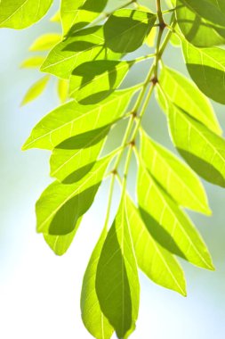 Doğada yeşil yapraklar, doğada bitki örtüsü