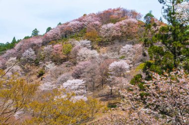 Japonya 'da kiraz çiçekleri