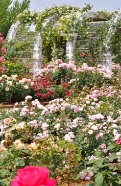 Bahçedeki güzel güller