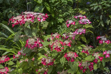 Bahçedeki güzel çiçekler