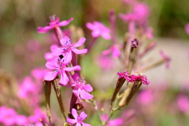 Bahçedeki mor çiçeğe yaklaş.